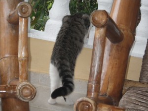 searching