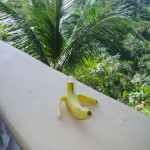 cheeky banana